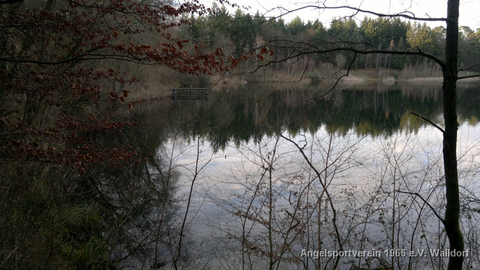 Frühjarsfeeling Anfang Januar am See im Hochholzer Wald